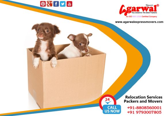 Packing and Moving Services